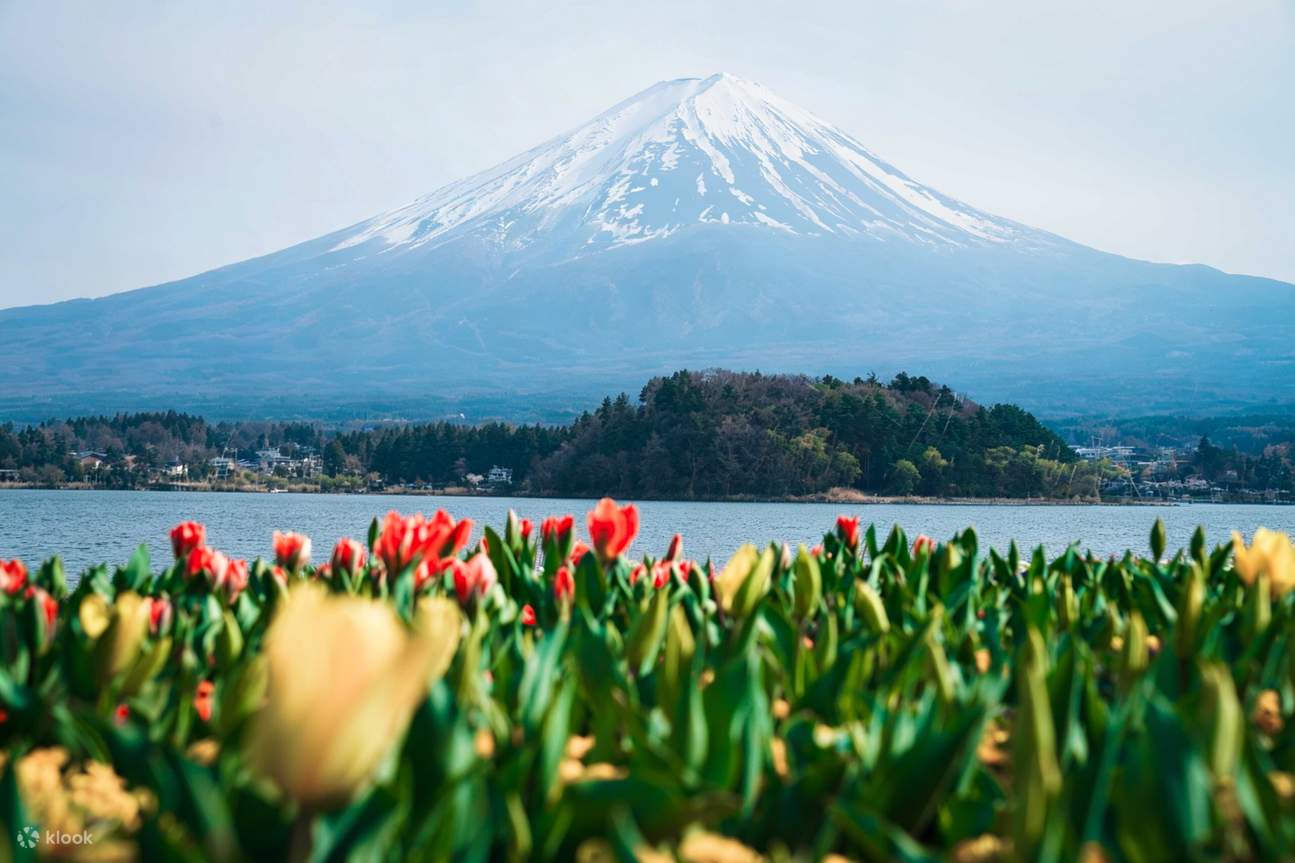 1295x863 Mount Fuji Popular Attractions & Lake Kawaguchiko Seasonal Limited Attractions & Lake Yamanaka Onsen & Lawson Convenience Store & Arakura Sengen Shrine Day Trip