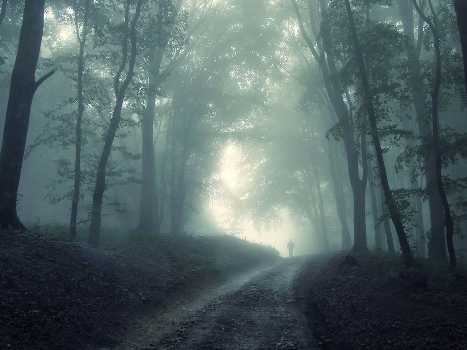 1600x1200 Free download wallpaper Twilight Forest [1600x1200] for your Desktop, Mobile & Tablet. Explore Twilight Desktop Wallpaper. Free Twilight Wallpaper, Twilight Saga Wallpaper, Eclipse Wallpaper