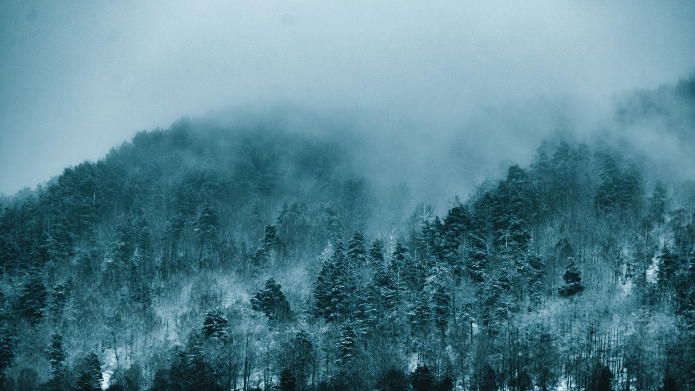 1366x768 Download Fog, forest, dense wallpaper, 1366x Tablet, laptop