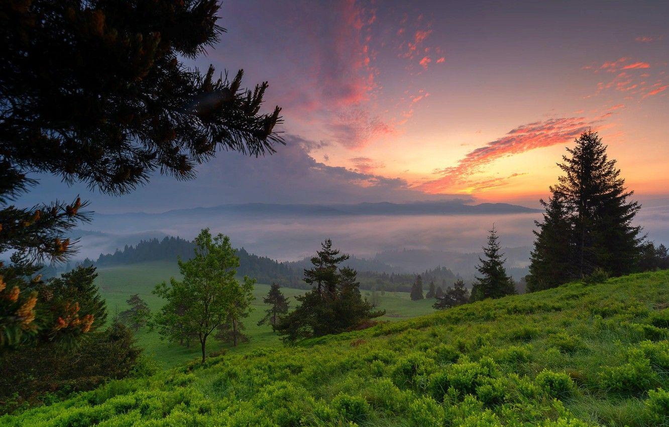 1332x850 Wallpaper grass, trees, landscape, sunset, branches, nature, hills, slope, Poland, twilight, forest image for desktop, section пейзажи