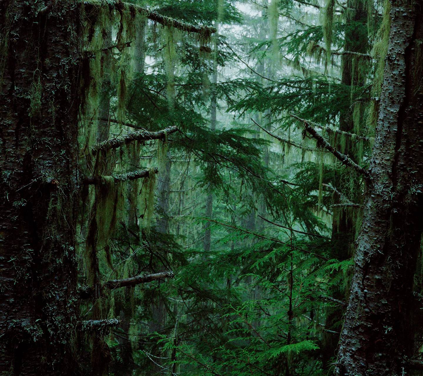 1440x1280 Dark Forest wallpaper