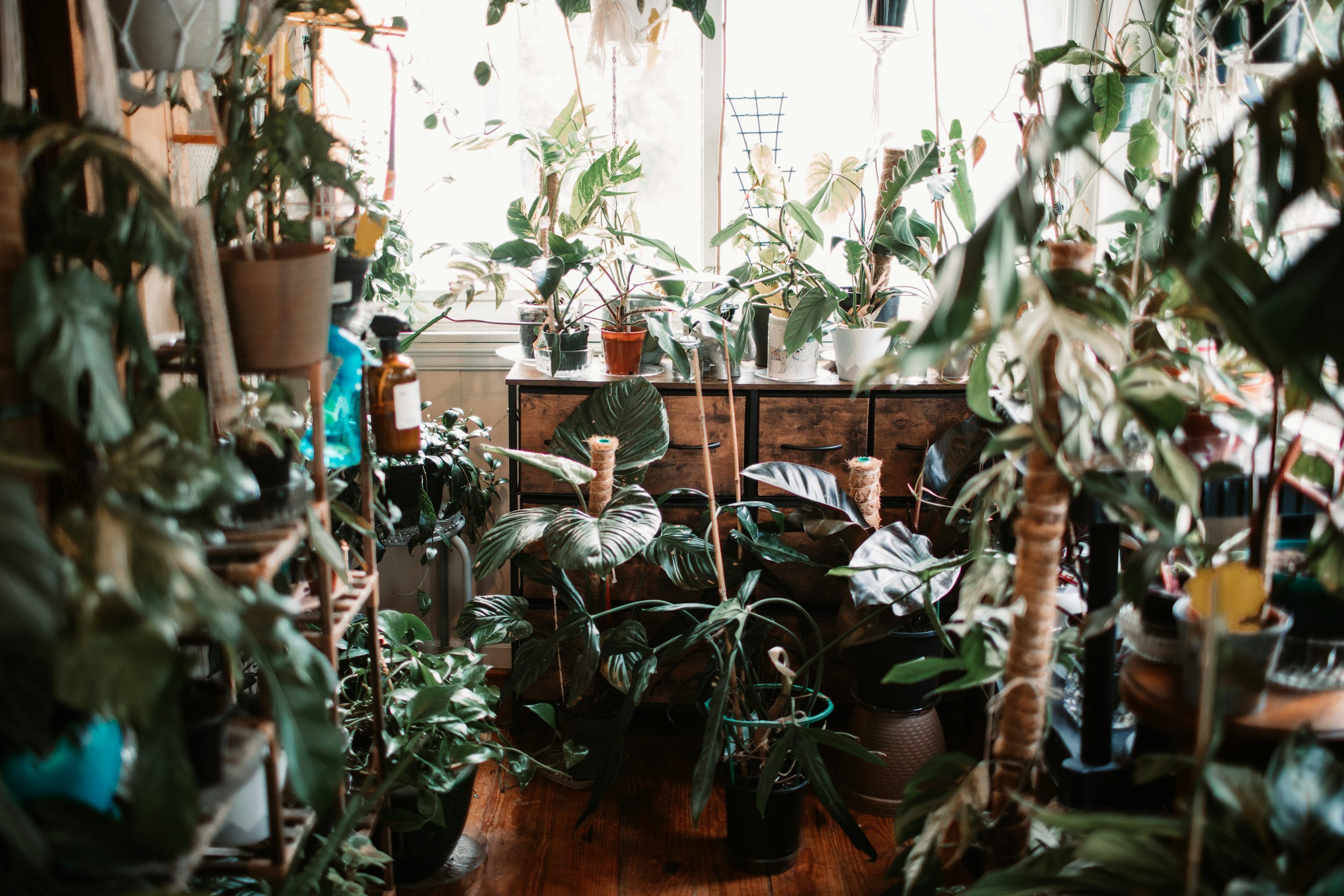 3000x2000 Plant Room Picture. Download Free Image