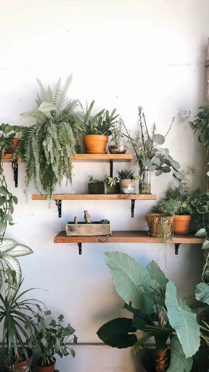 736x1308 Plants Aesthetic. House Plants. Room Decor. Boho Aesthetic Background Wallpaper