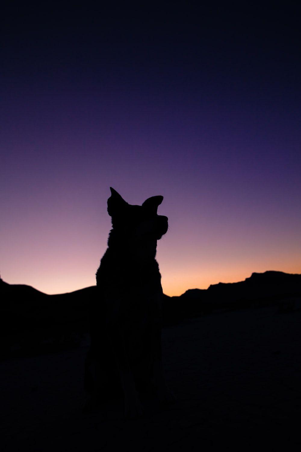 Dog Silhouette Wallpapers - Top Free Dog Silhouette Backgrounds