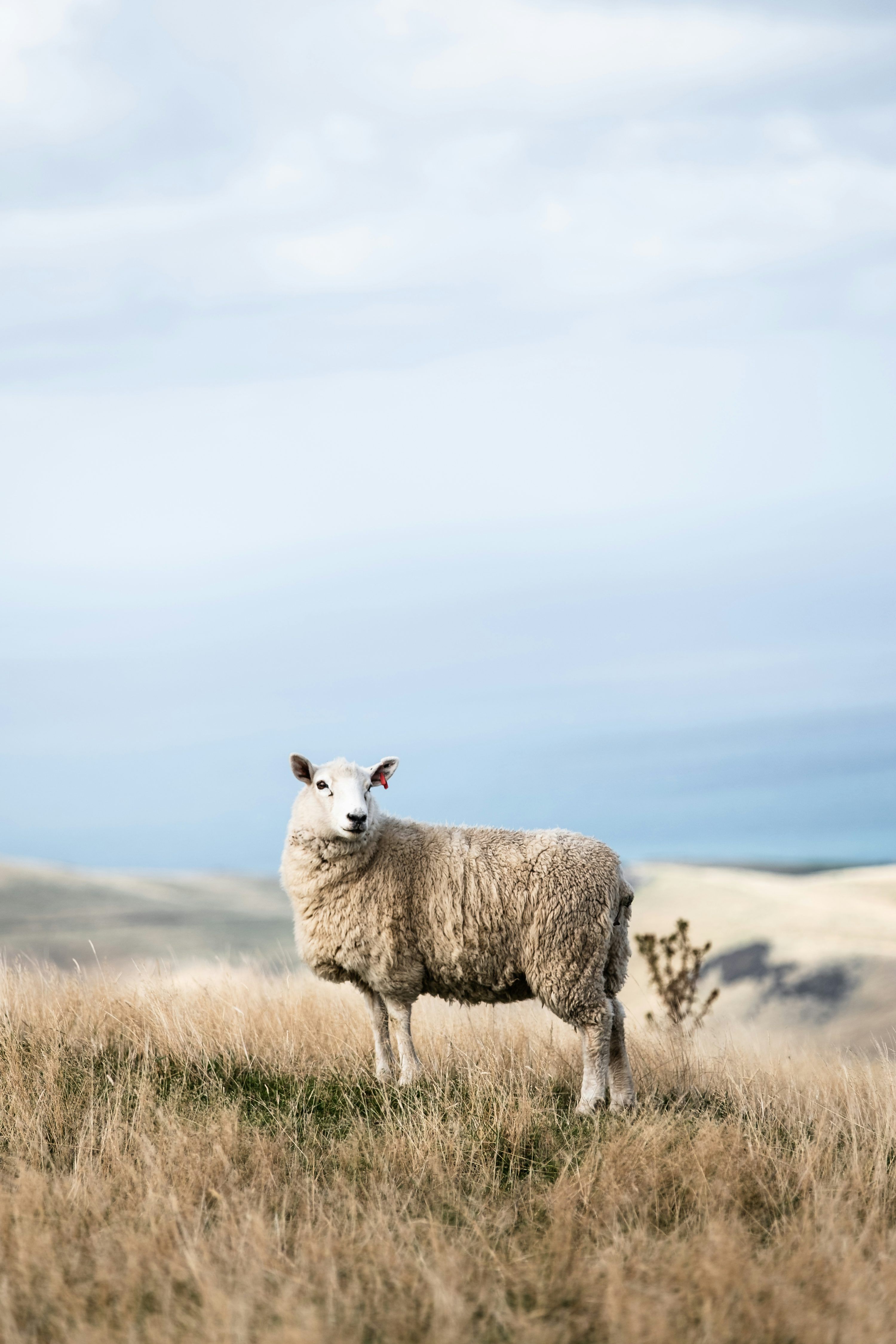 3000x4500 Lost Sheep Picture. Download Free Image