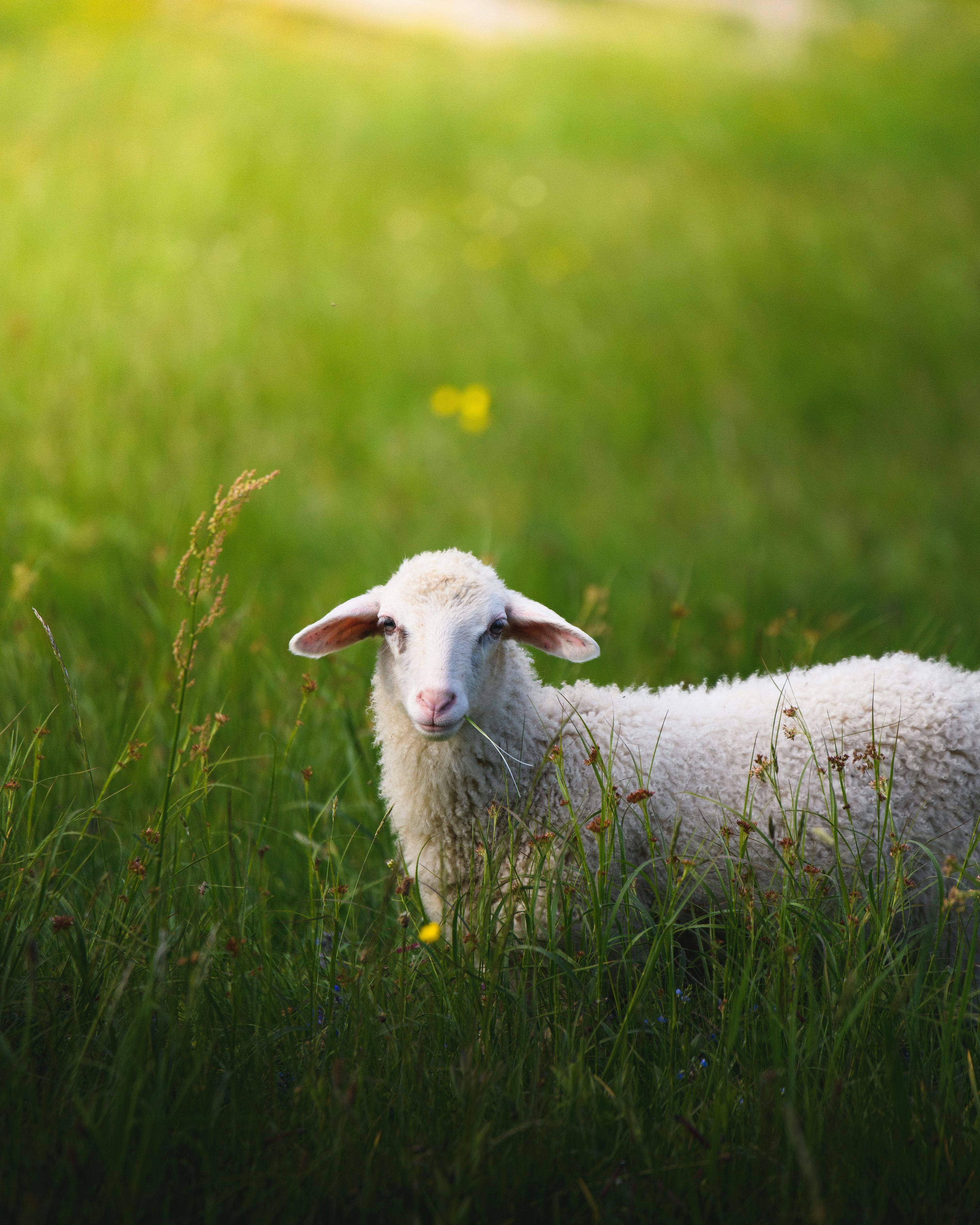 3000x3750 Lost Sheep Picture. Download Free Image