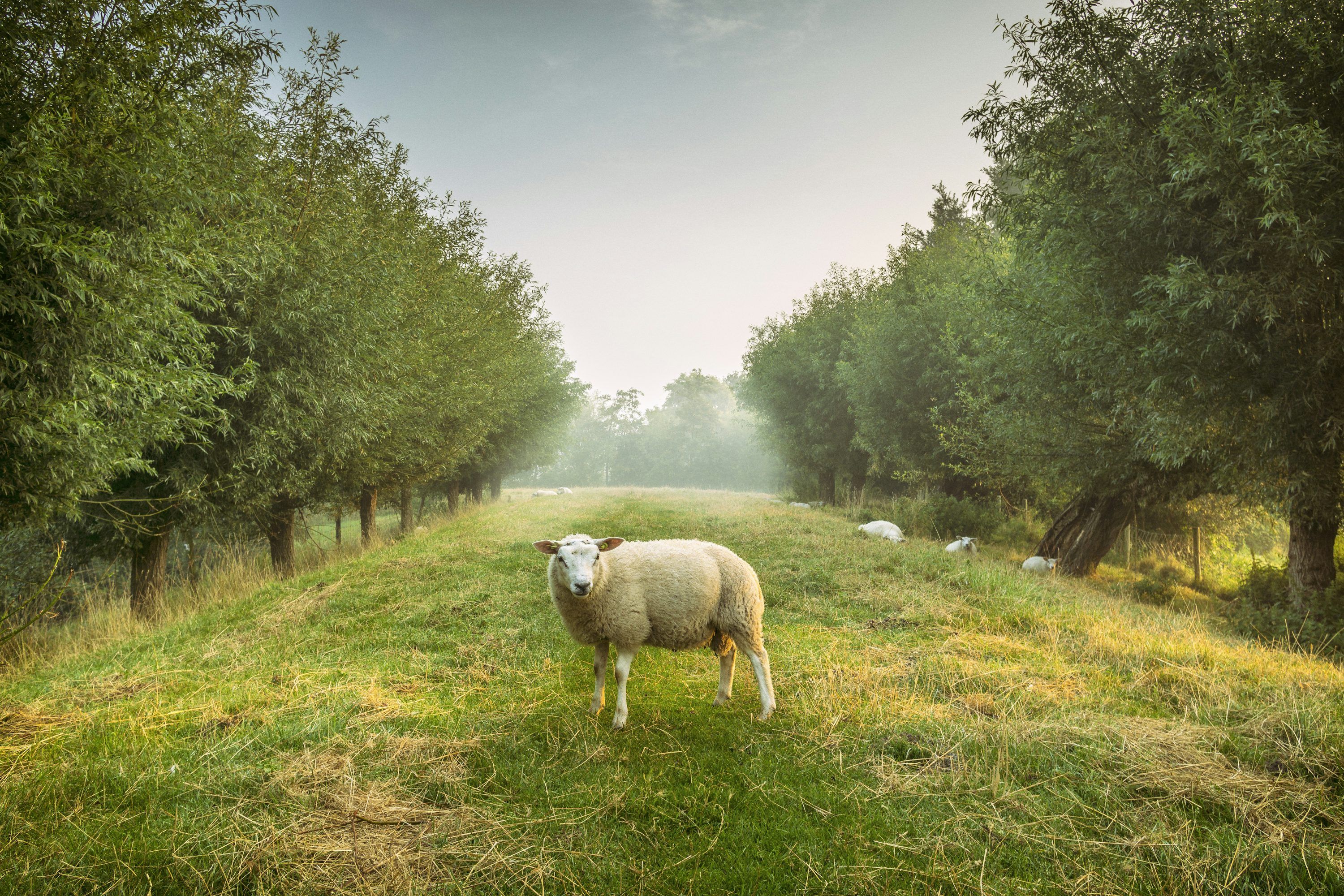 3000x2000 Lost Sheep Picture. Download Free Image