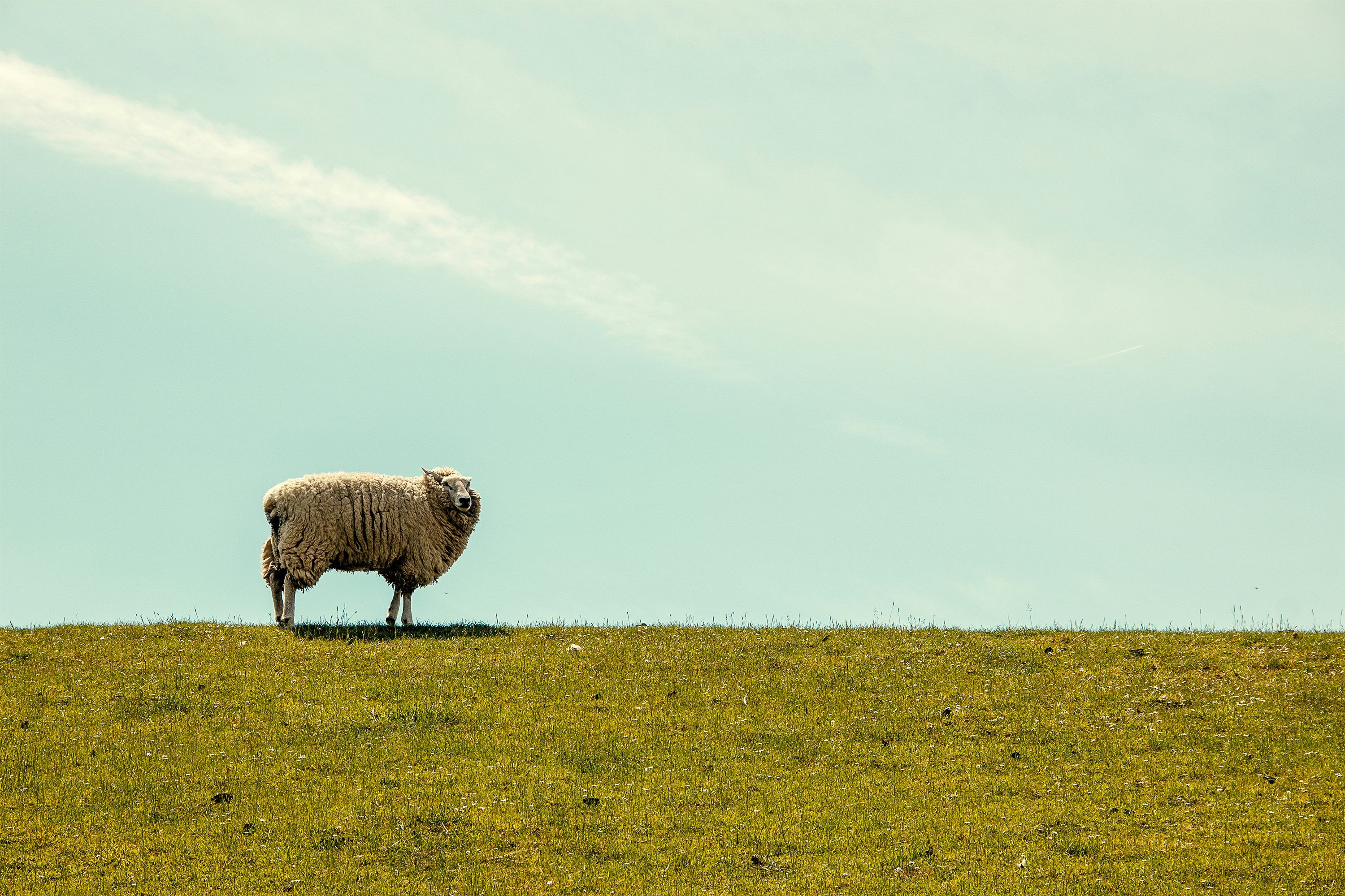 3000x2000 Lost Sheep Picture. Download Free Image