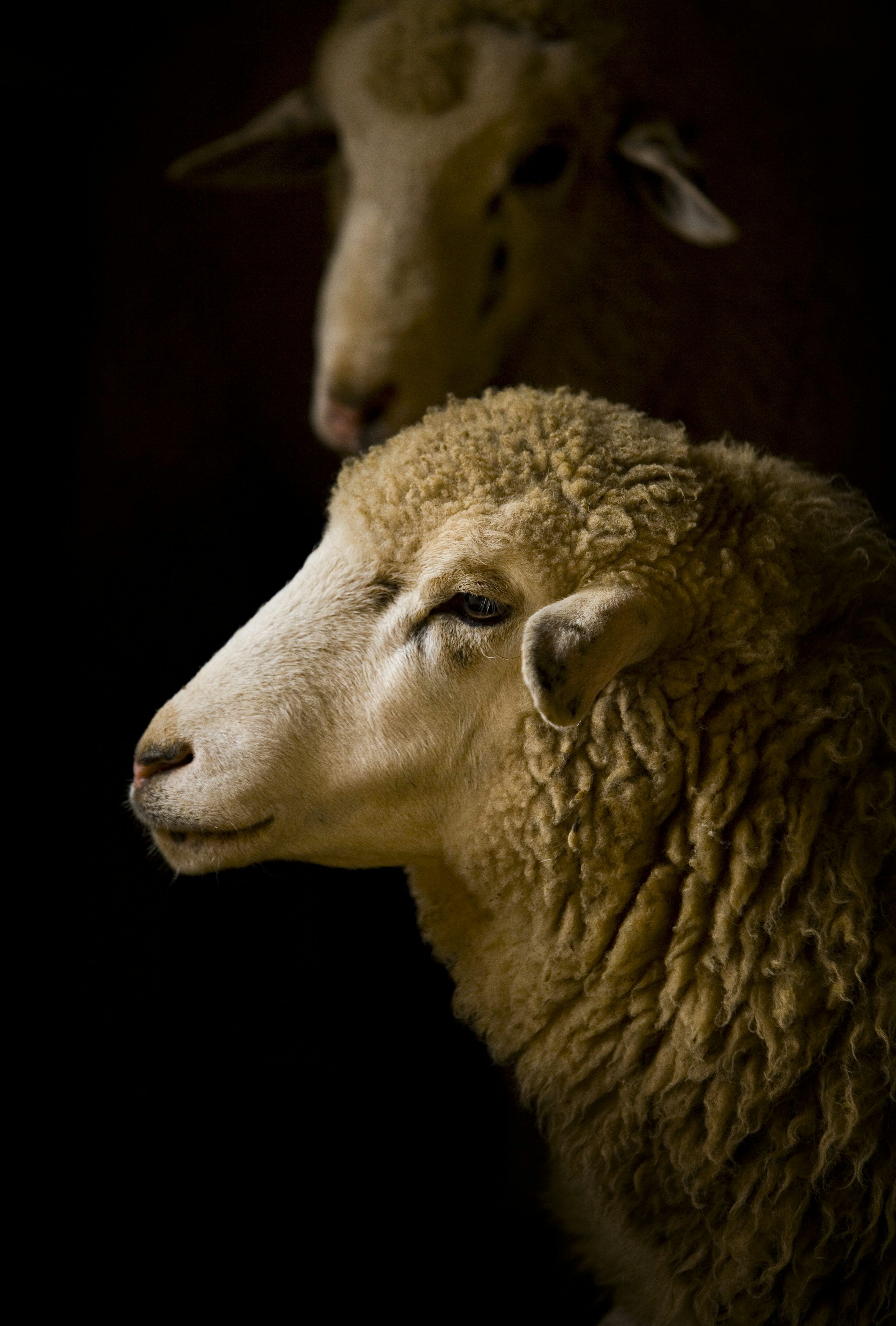 3000x4438 Lost Sheep Picture. Download Free Image