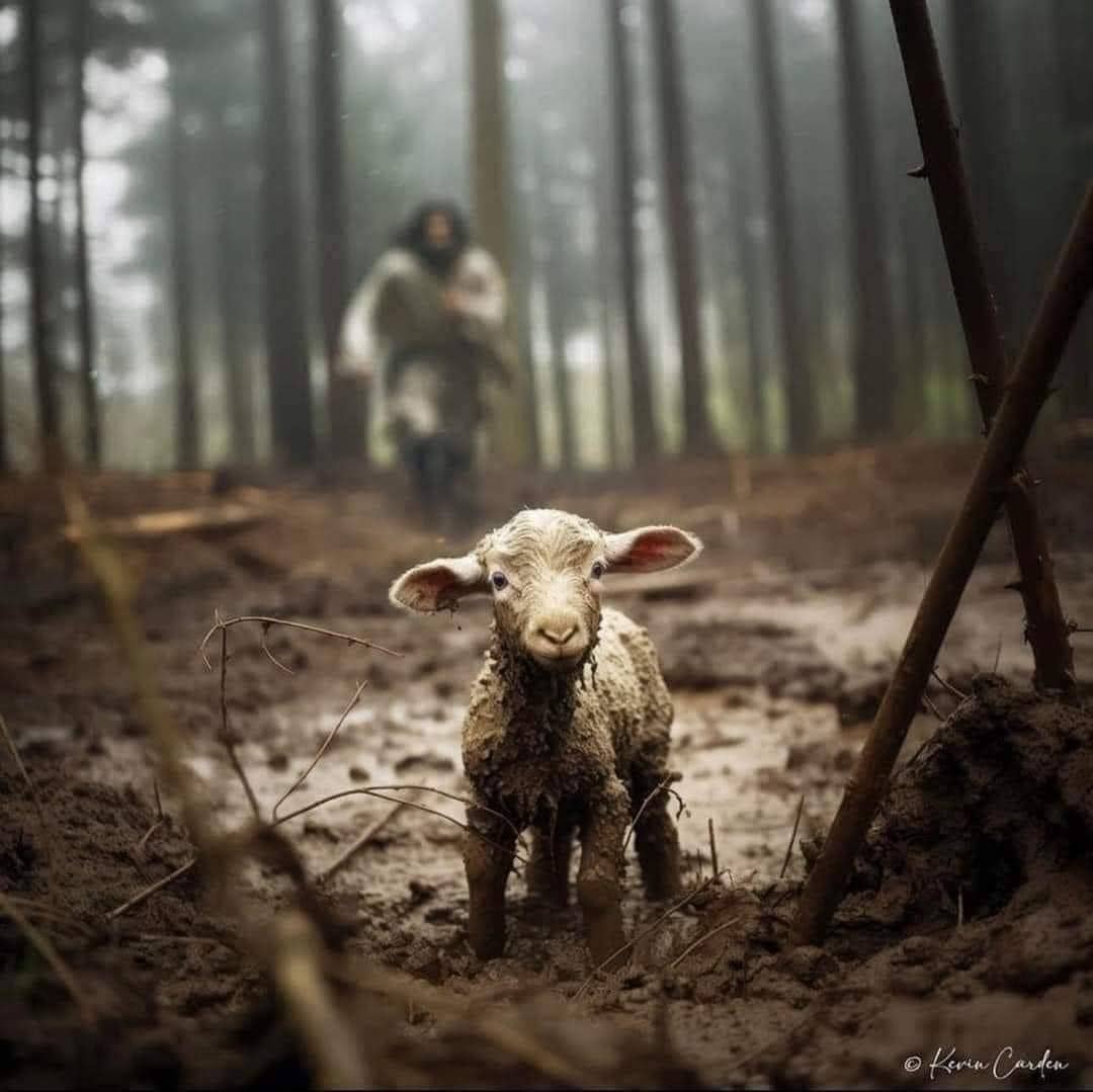 1080x1079 In Search of Lost Sheep