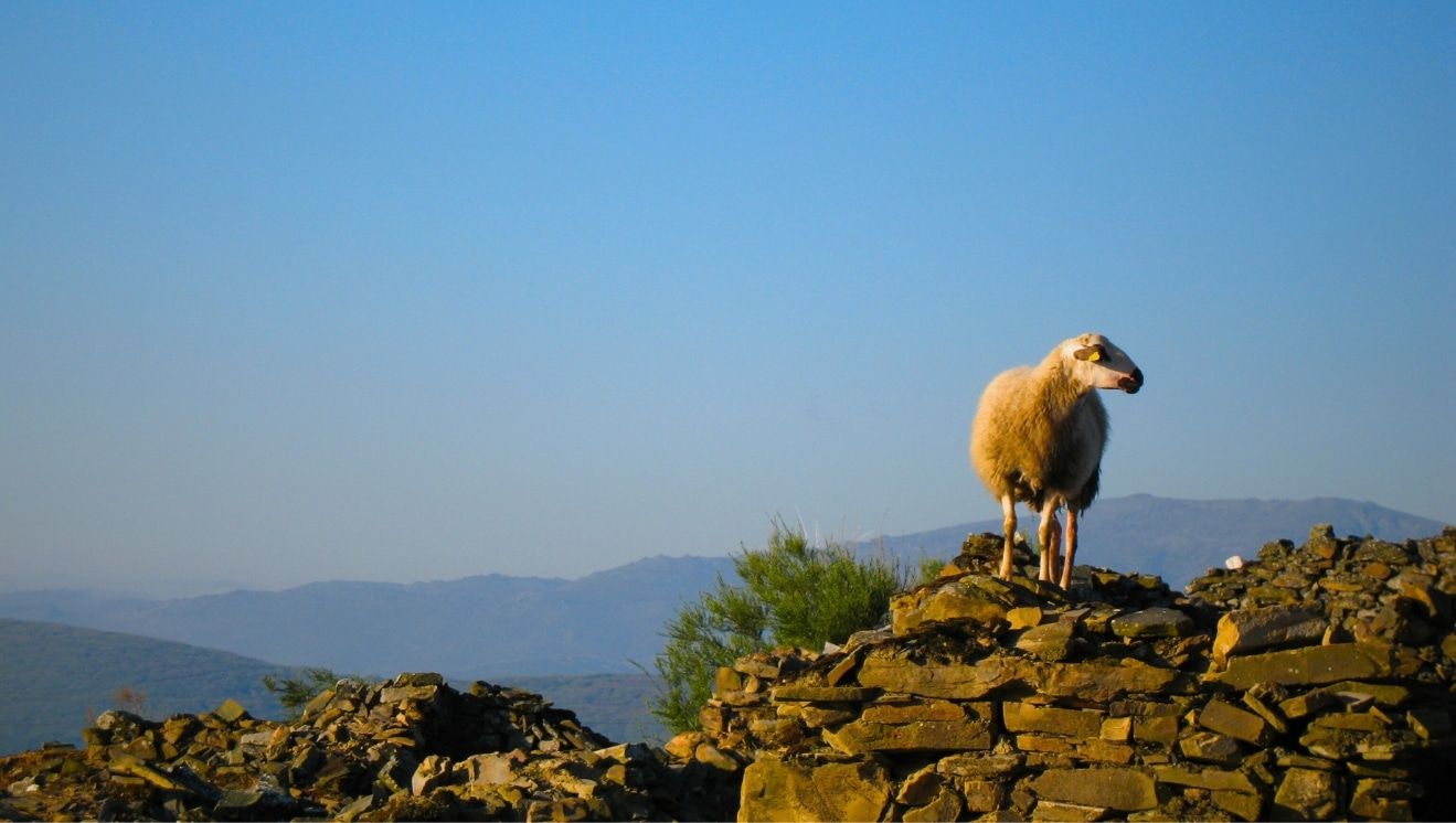 1319x746 Like Lost Sheep: Reflections on the General Confession