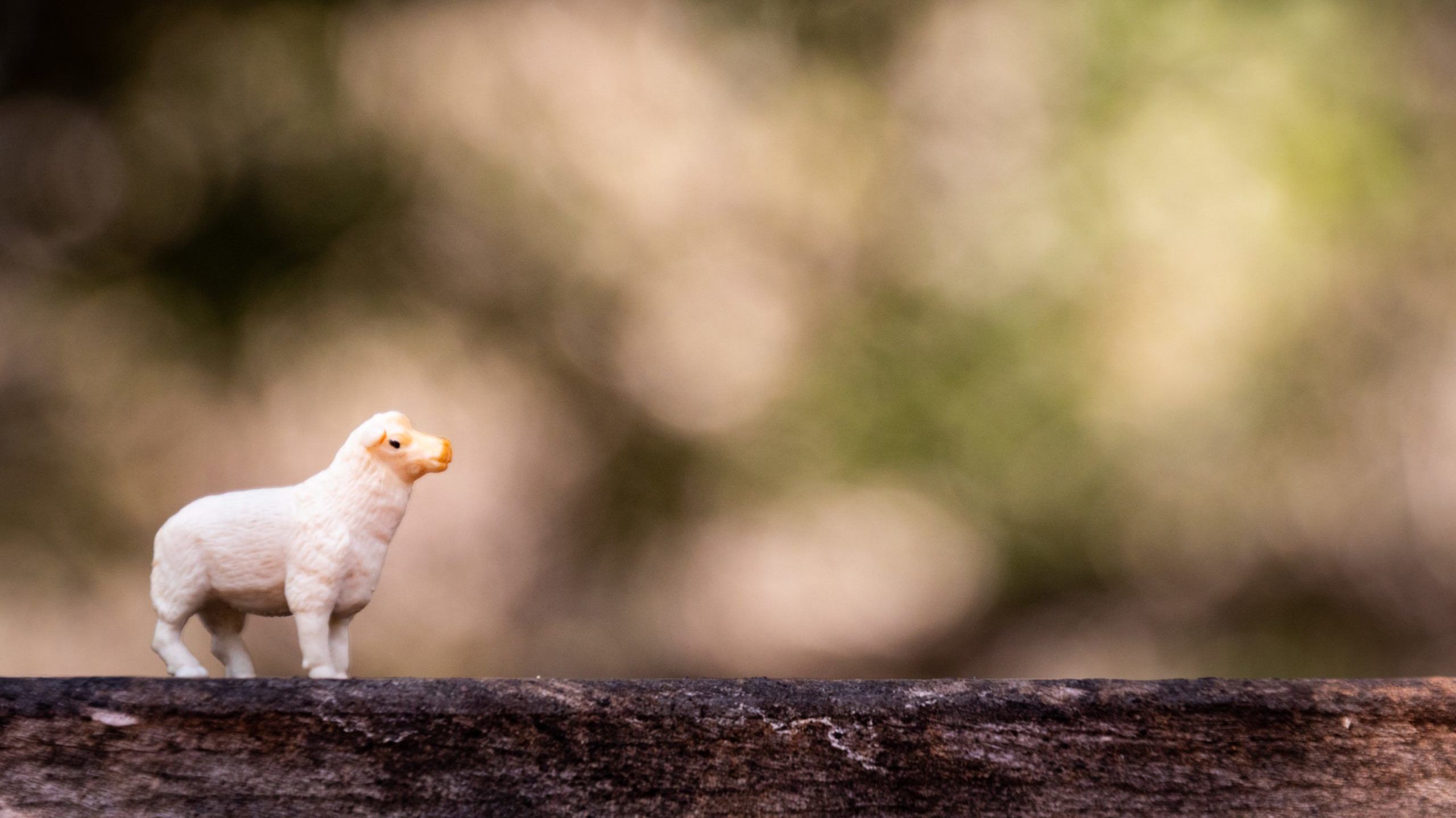 2560x1439 A Lost Sheep and Lost Coin