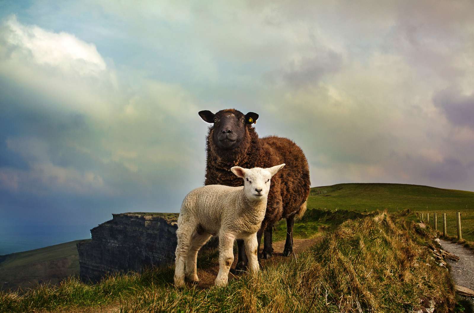 1600x1058 Lost sheep
