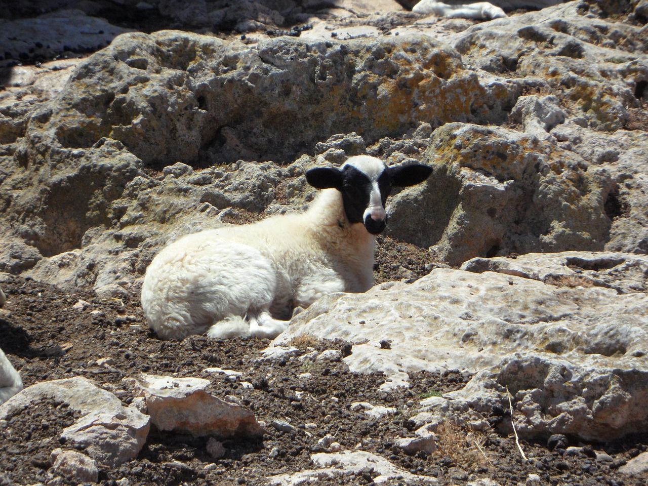 1280x960 Free Lost Sheep & Sheep Image