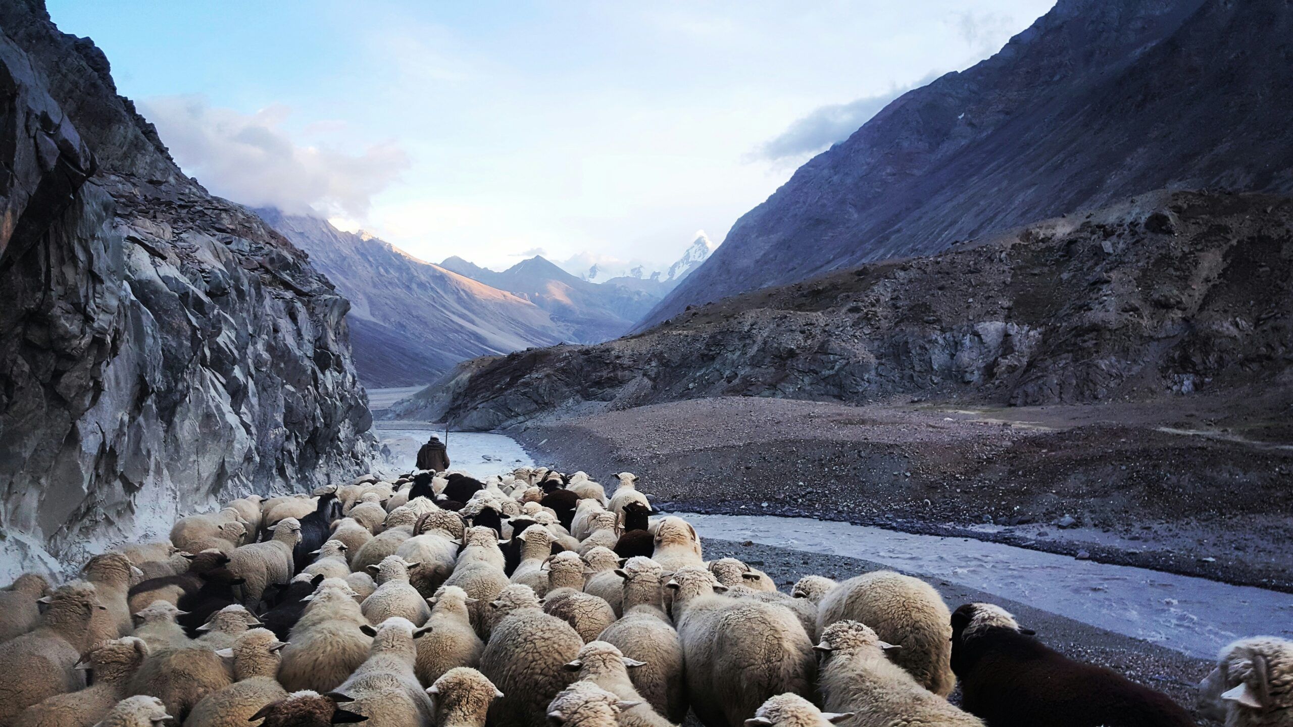 2560x1440 The lost sheep