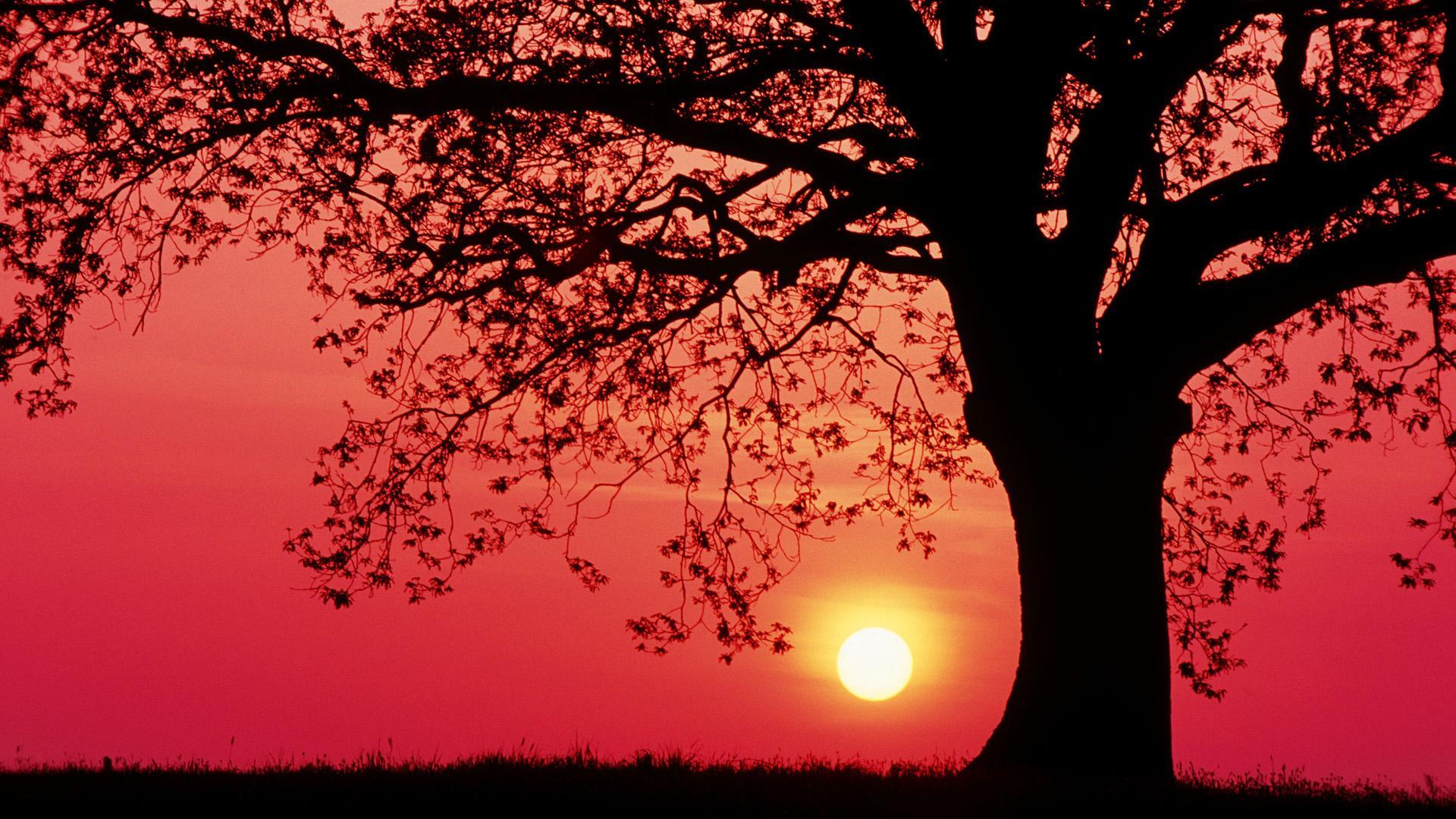 1920x1080 Beautiful Tree Silhouette wallpaperx1080