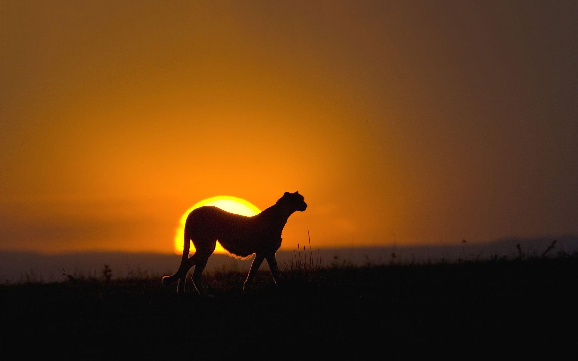 1920x1200 Ultra HD cheetah sunset. Dog silhouette, Dog wallpaper, Dog illustration