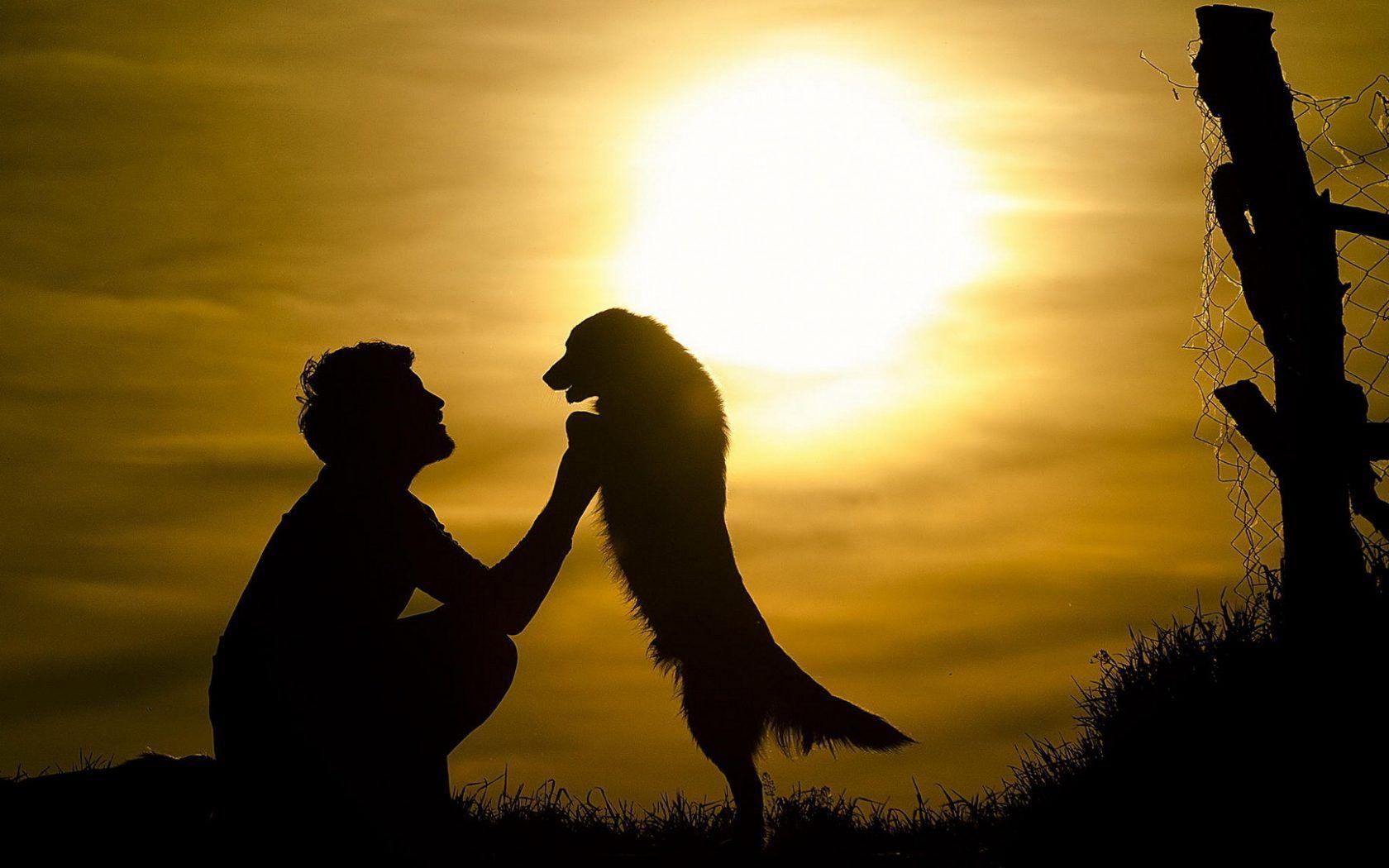 Dog Silhouette Wallpapers Top Free Dog Silhouette Backgrounds