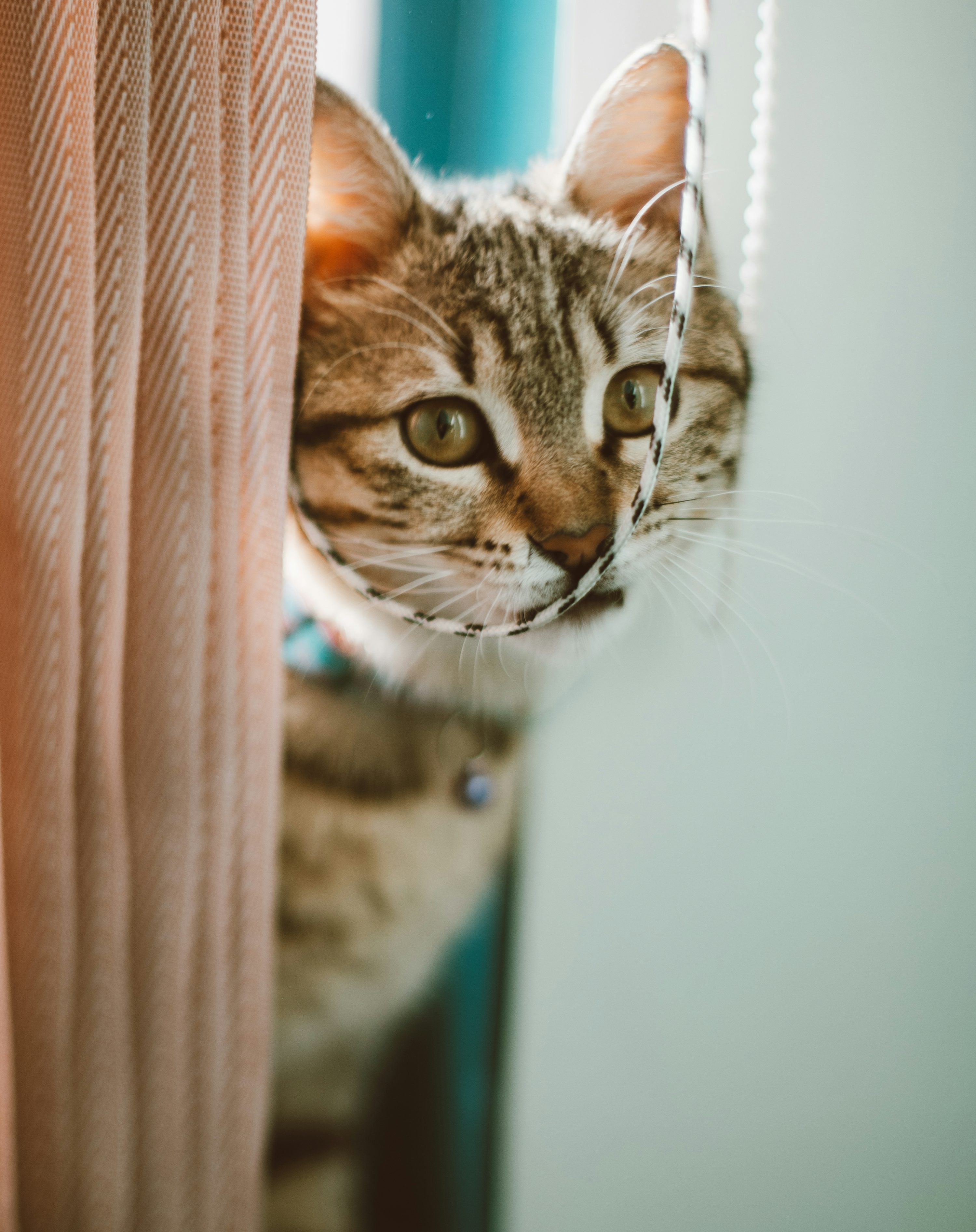 3000x3787 A cat peeking out from behind a curtain