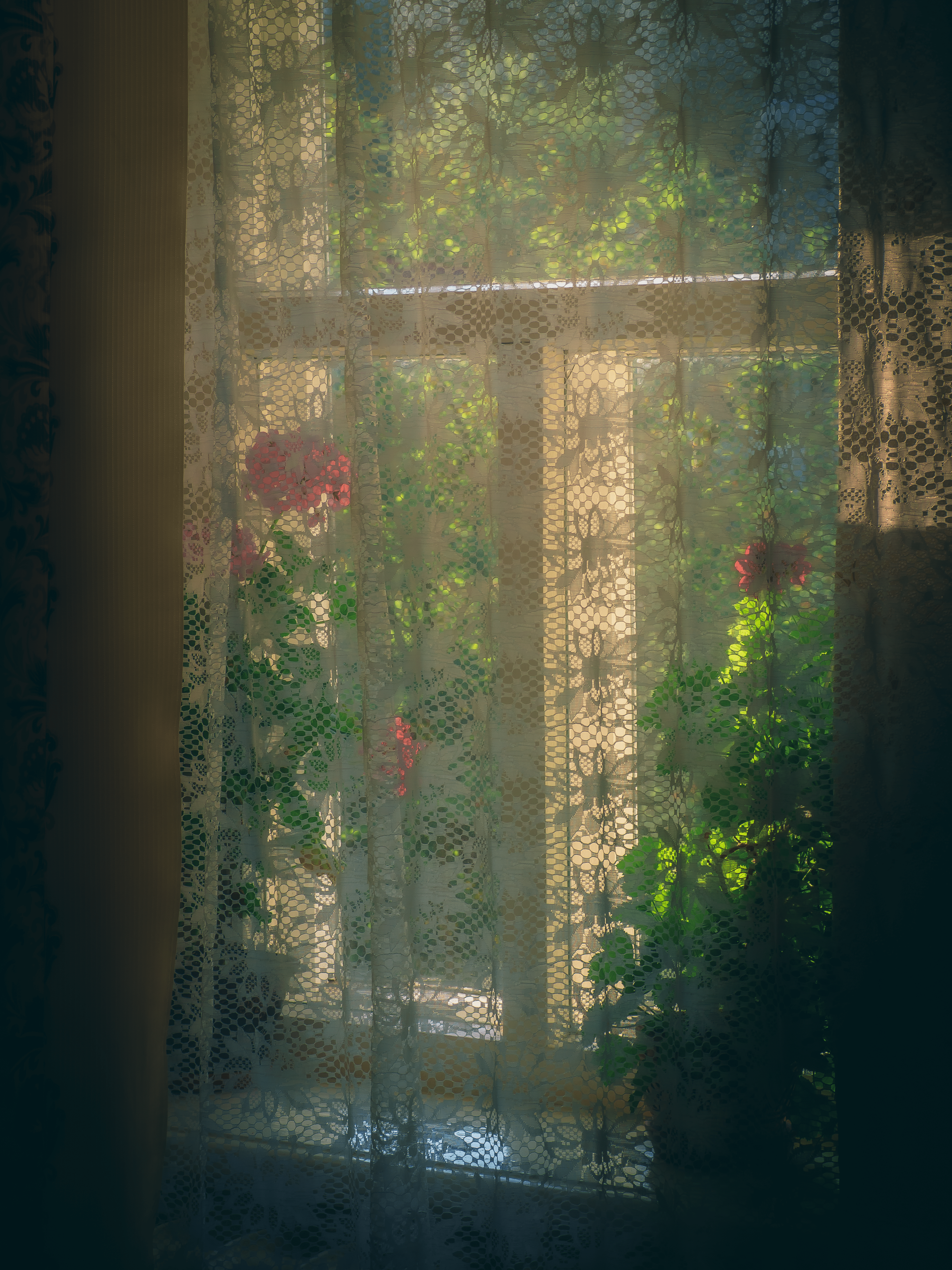 3282x4376 Flowers on the Windowsill behind a Lace Curtain · Free