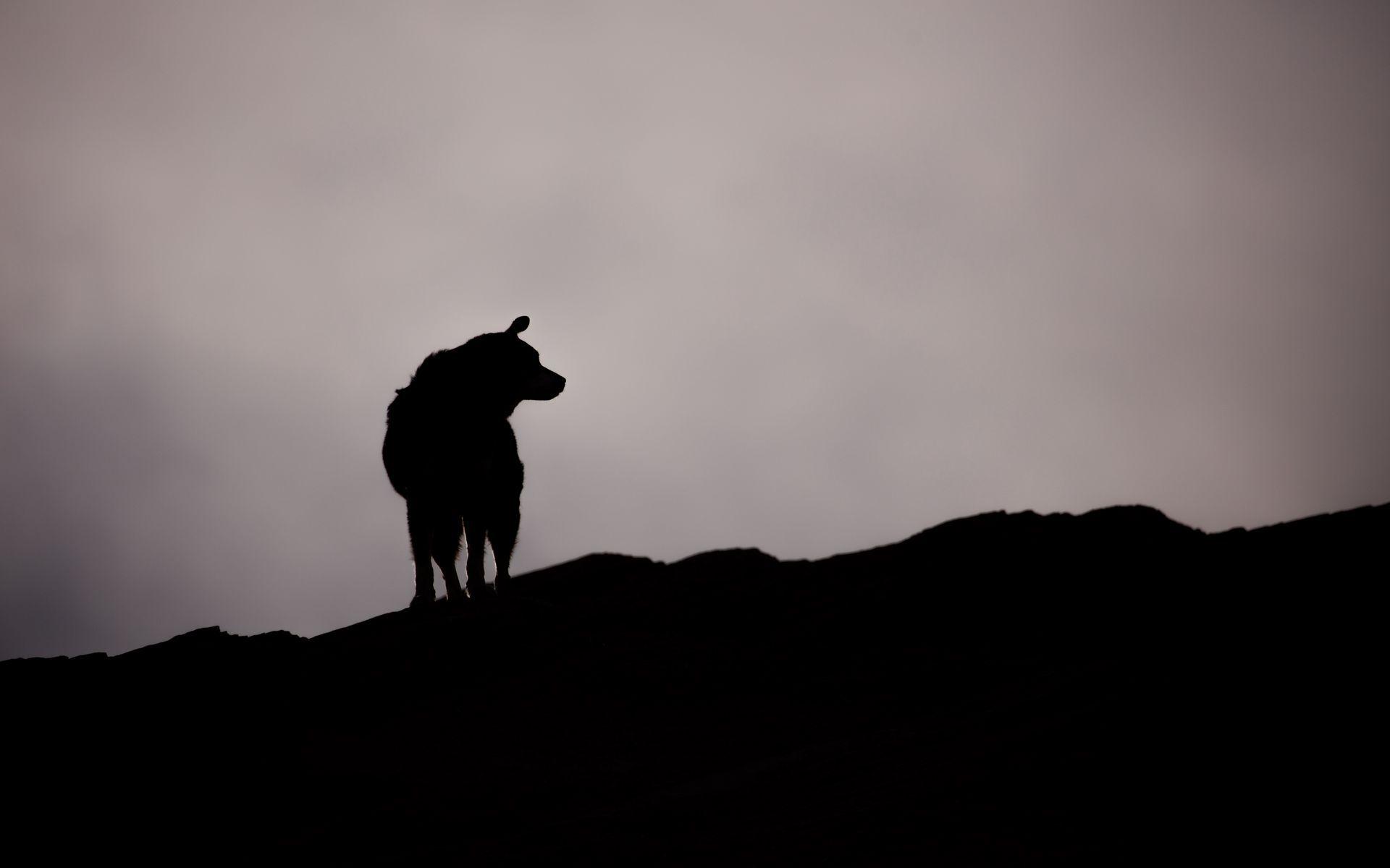 1920x1200 Download wallpaper 1920x1200 dog, silhouette, outlines, dark, bw widescreen 16:10 HD background