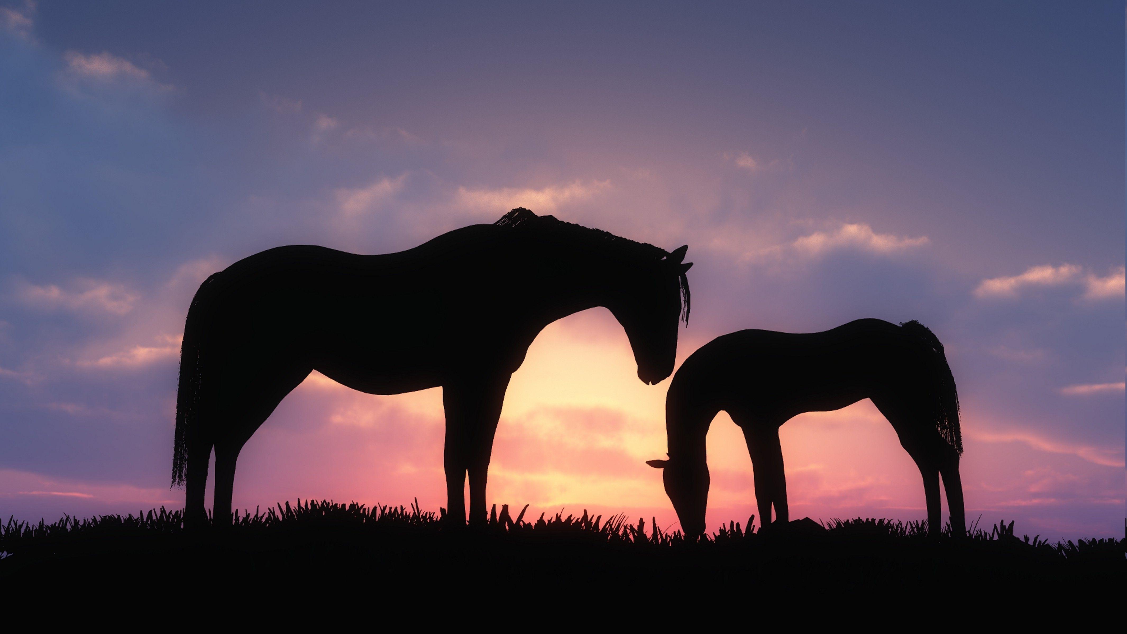 4262x2398 horse animals baby animals sunset silhouette wallpaper