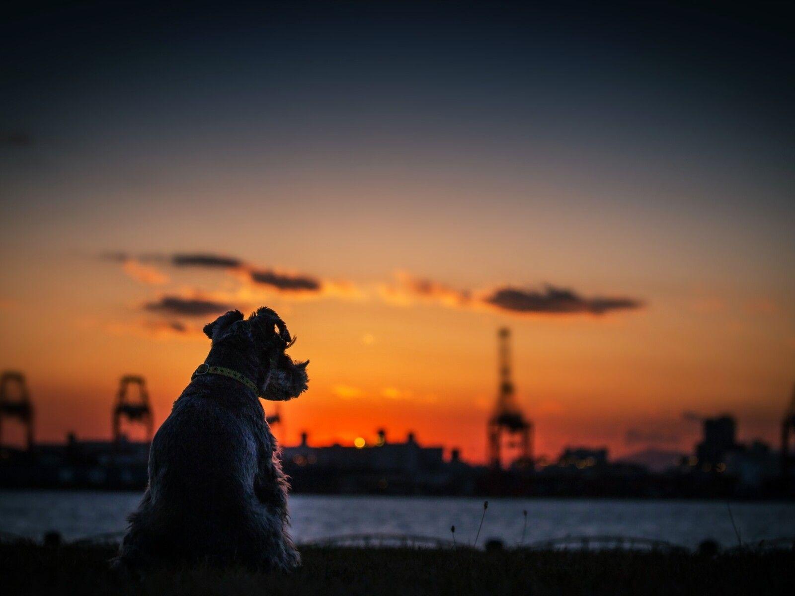 1600x1200 Dog Sunset Silhouette 4k 1600x1200 Resolution HD 4k Wallpaper, Image, Background, Photo and Picture