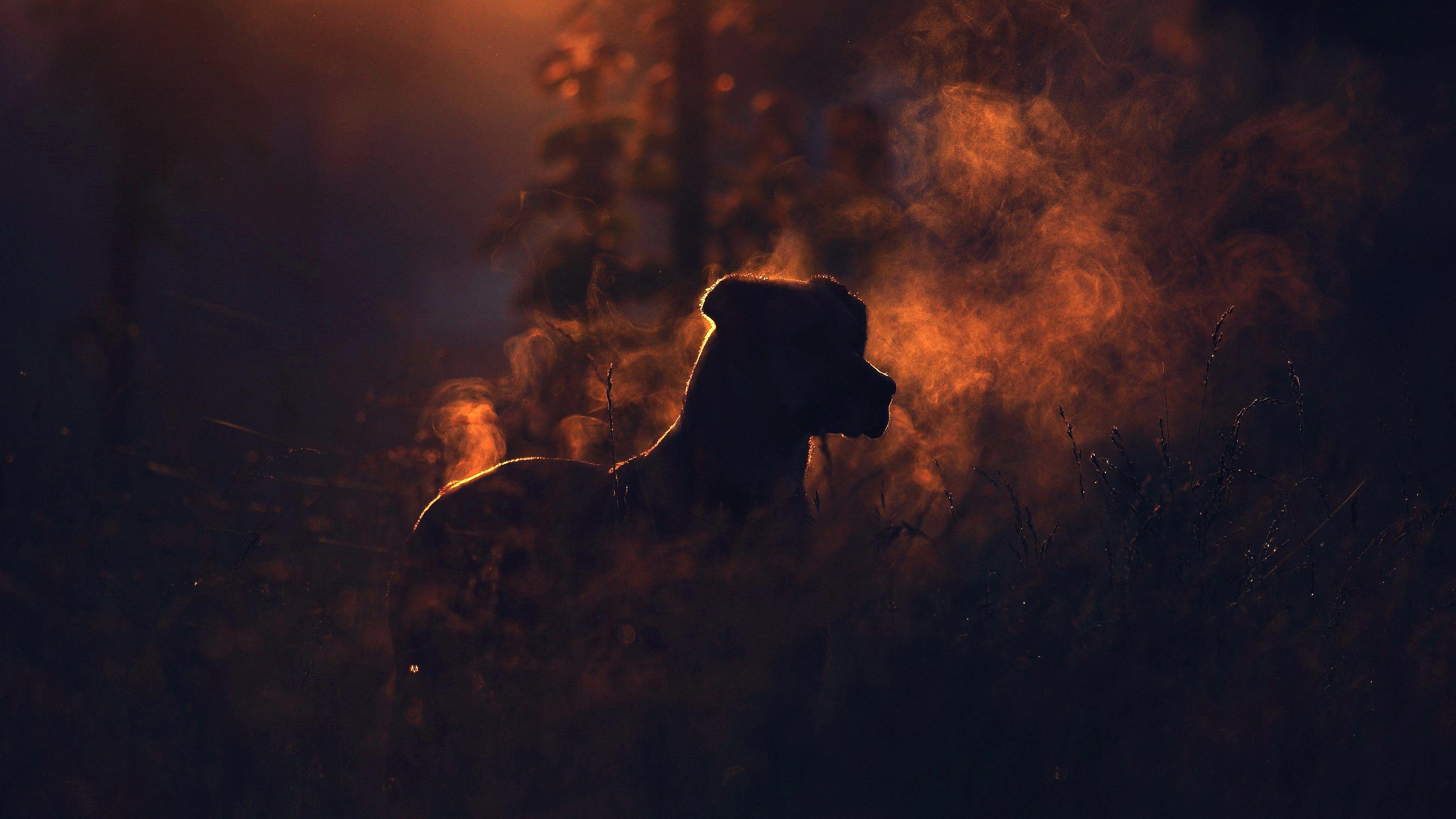 3840x2160 pitbull dog wallpaper background free. Dog silhouette, Dog wallpaper, Animals