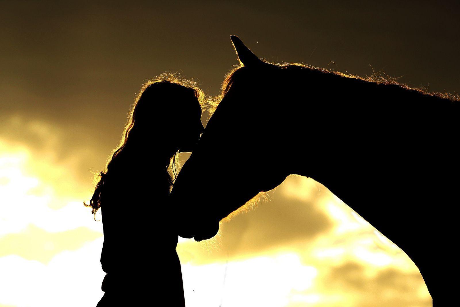 1600x1066 Untitled. Horse silhouette, Dog silhouette, Horse picture