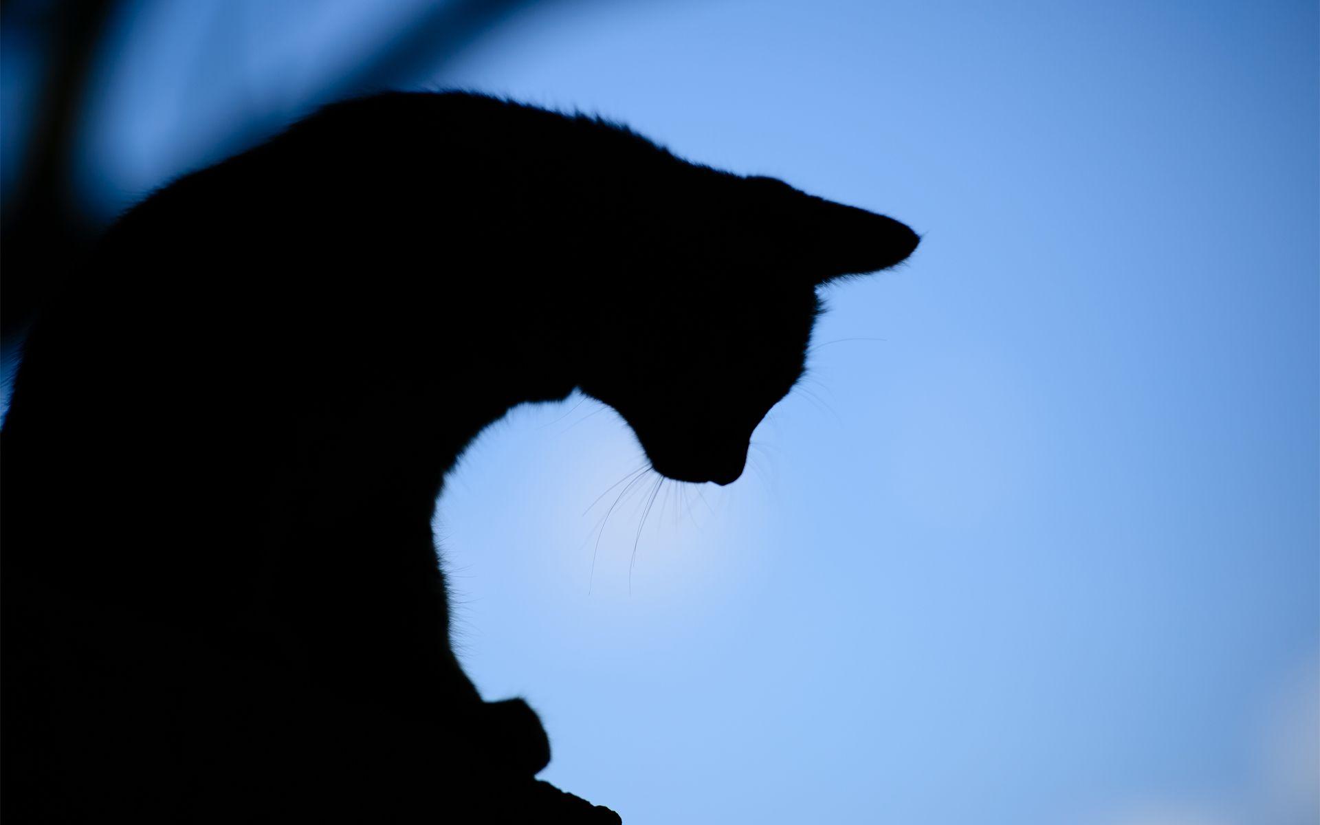 1920x1200 Dog Silhouette Wallpaper