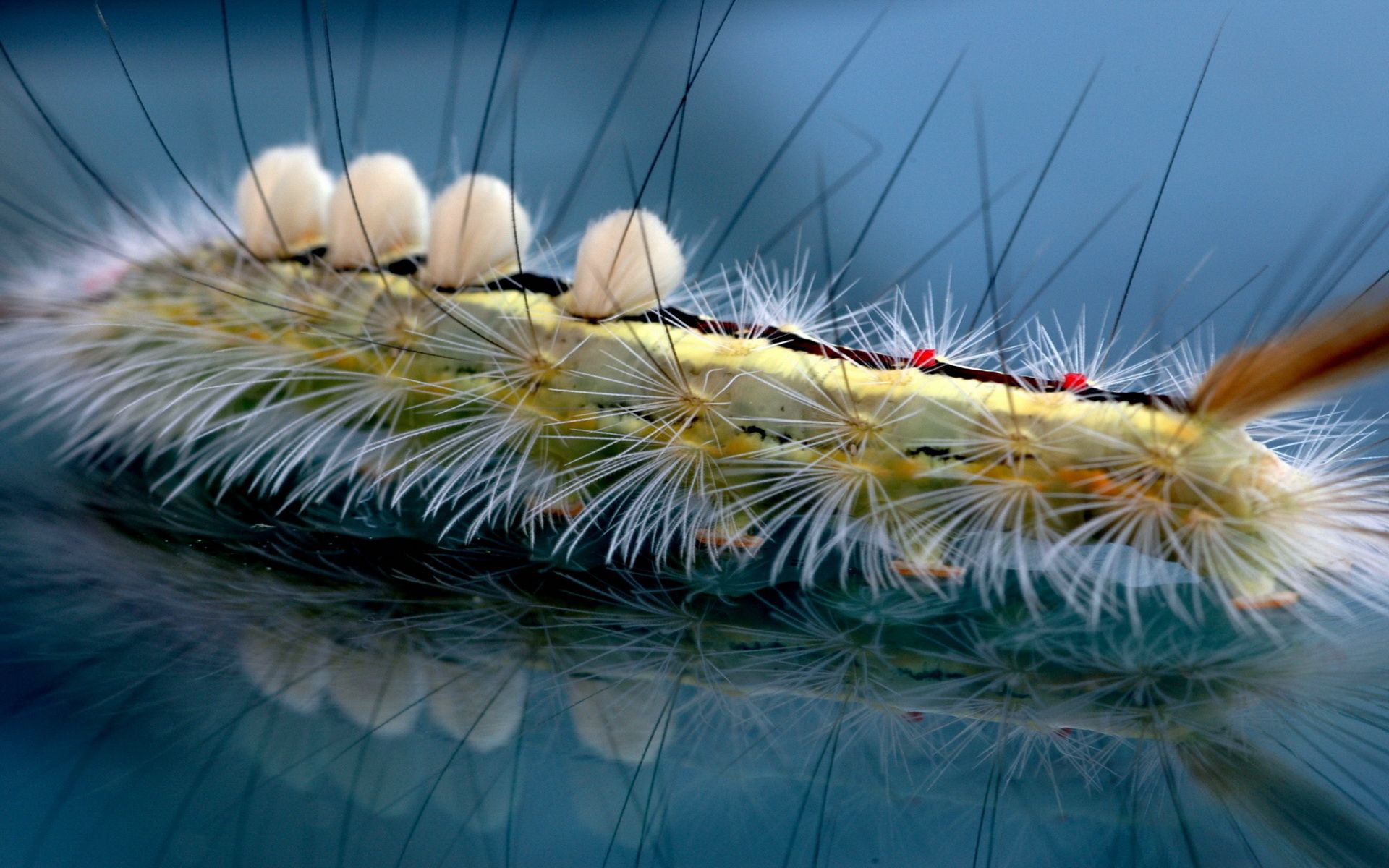1920x1200 Download Animal Inchworm HD Wallpaperx1200