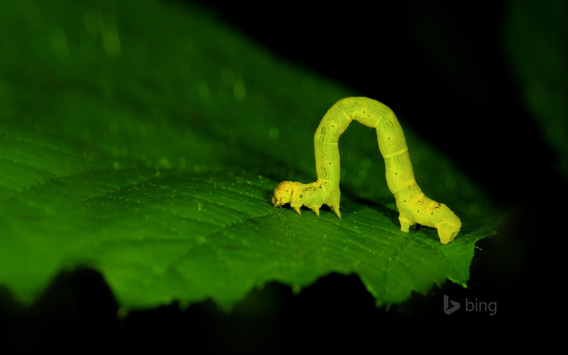 1920x1200 Geometer moth larva, aka an inchworm Wallpaper