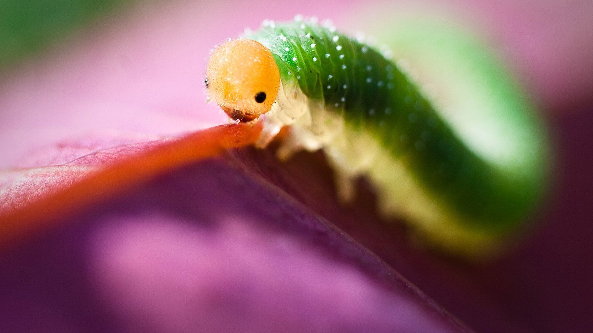 1920x1080 Download Animal Inchworm HD Wallpaperx1080