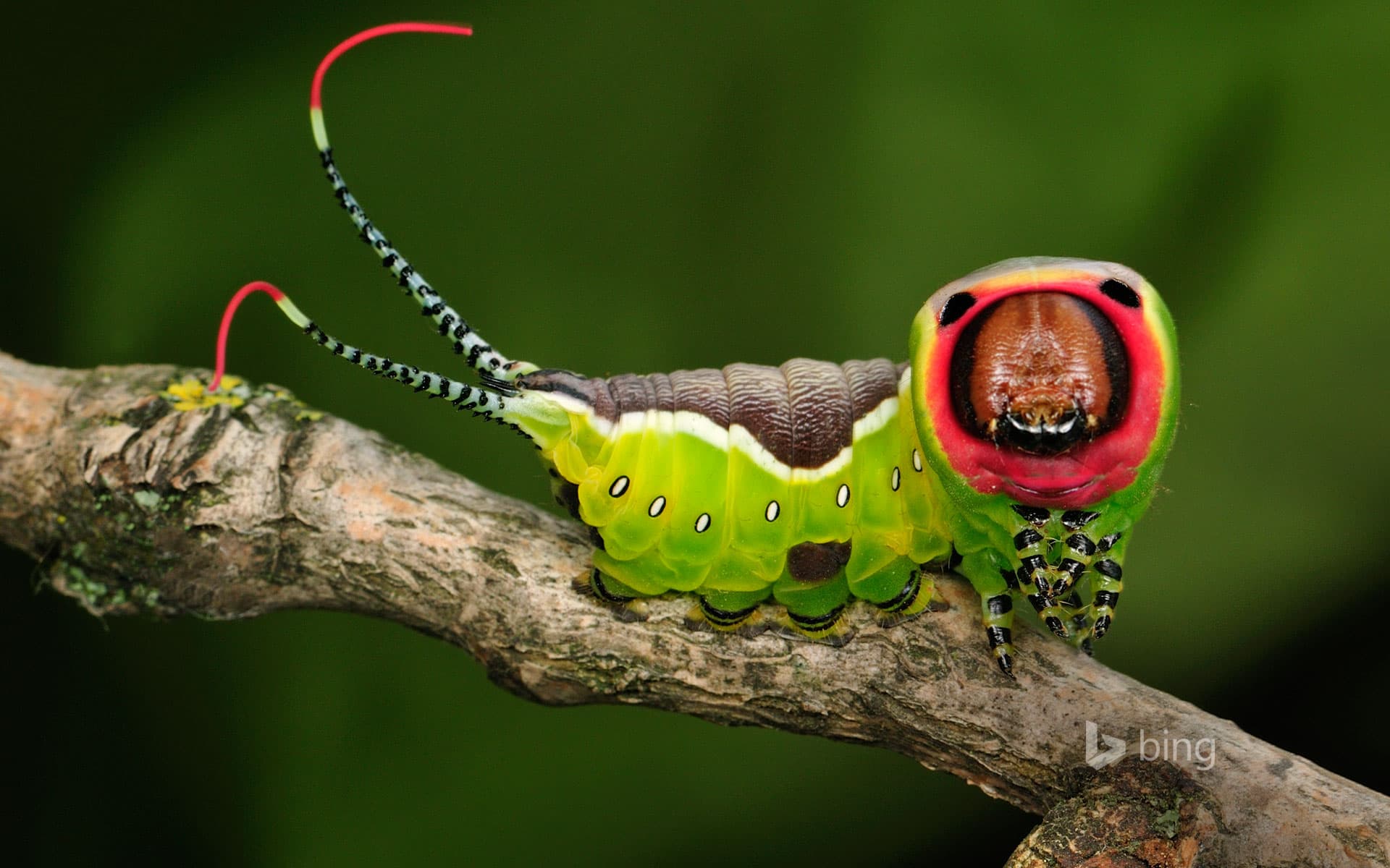 1920x1200 Geometer moth larva, aka an inchworm Wallpaper