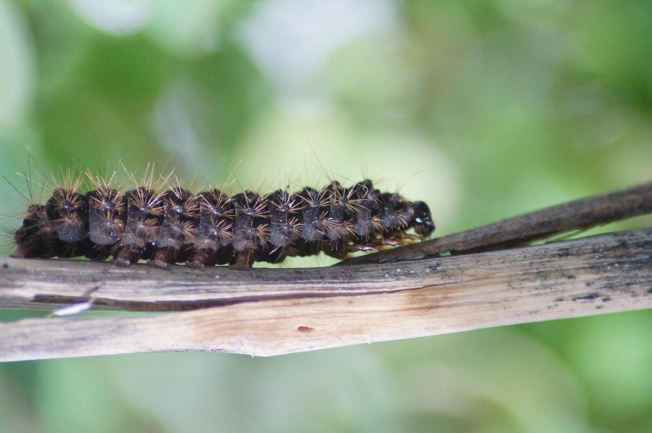 1280x851 Free Inchworm & Worm Image