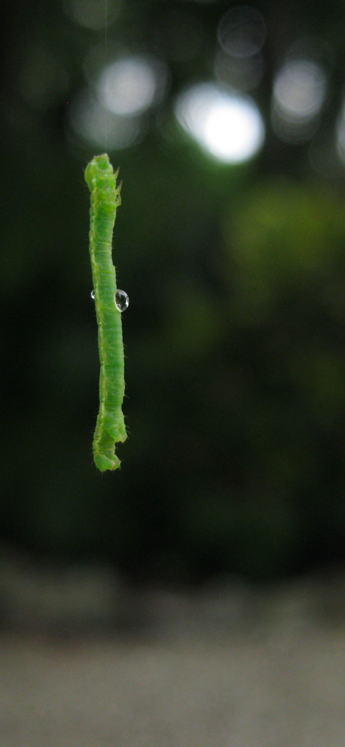 1126x2436 Inchworm Wallpaper HD 76984