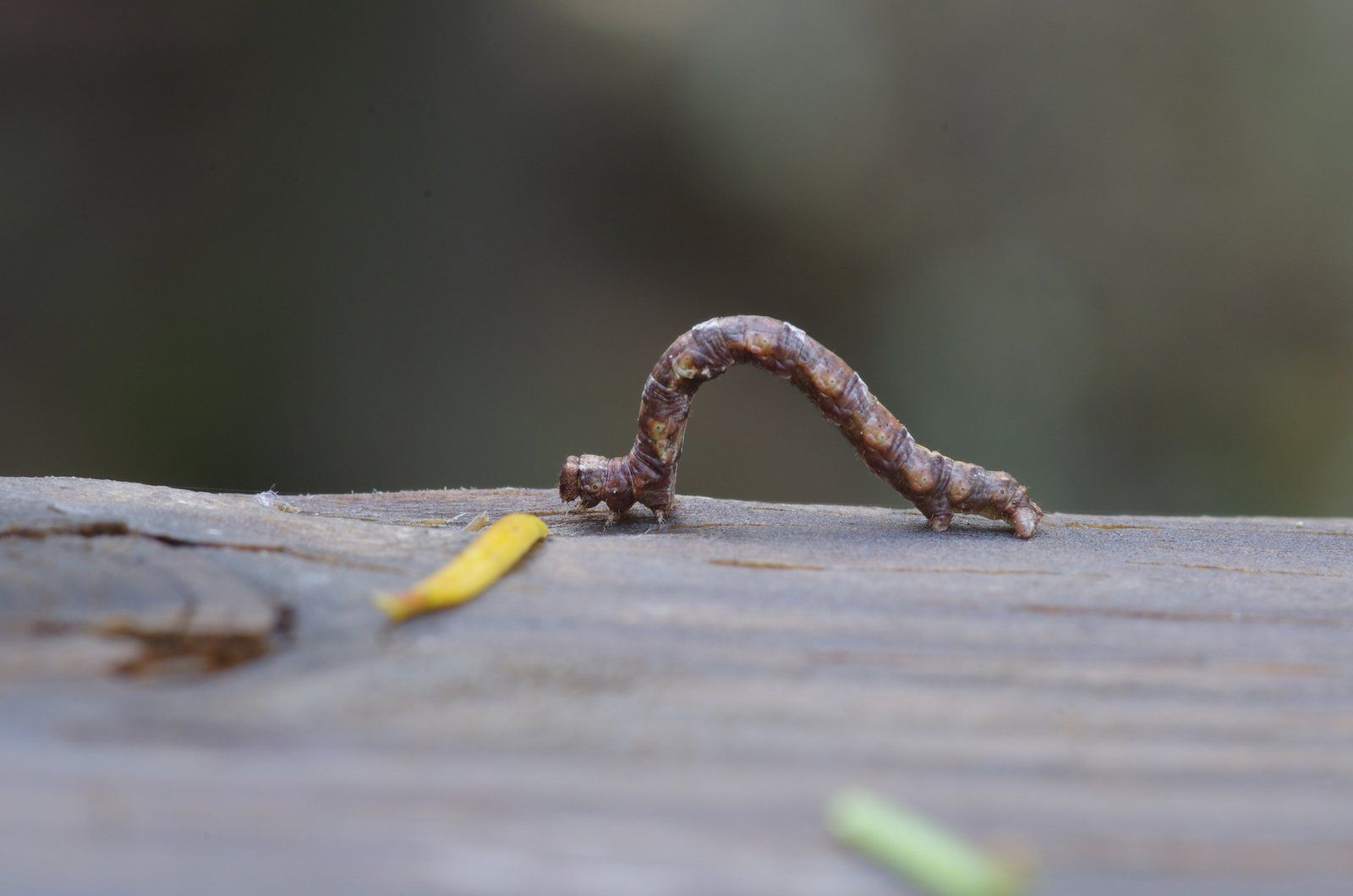 1600x1060 Inchworm