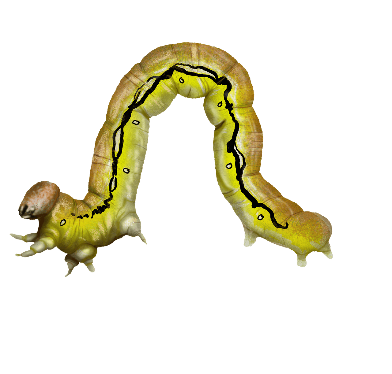 1280x1223 Download Inchworm Insect Lepidoptera. Royalty Free Stock Illustration Image
