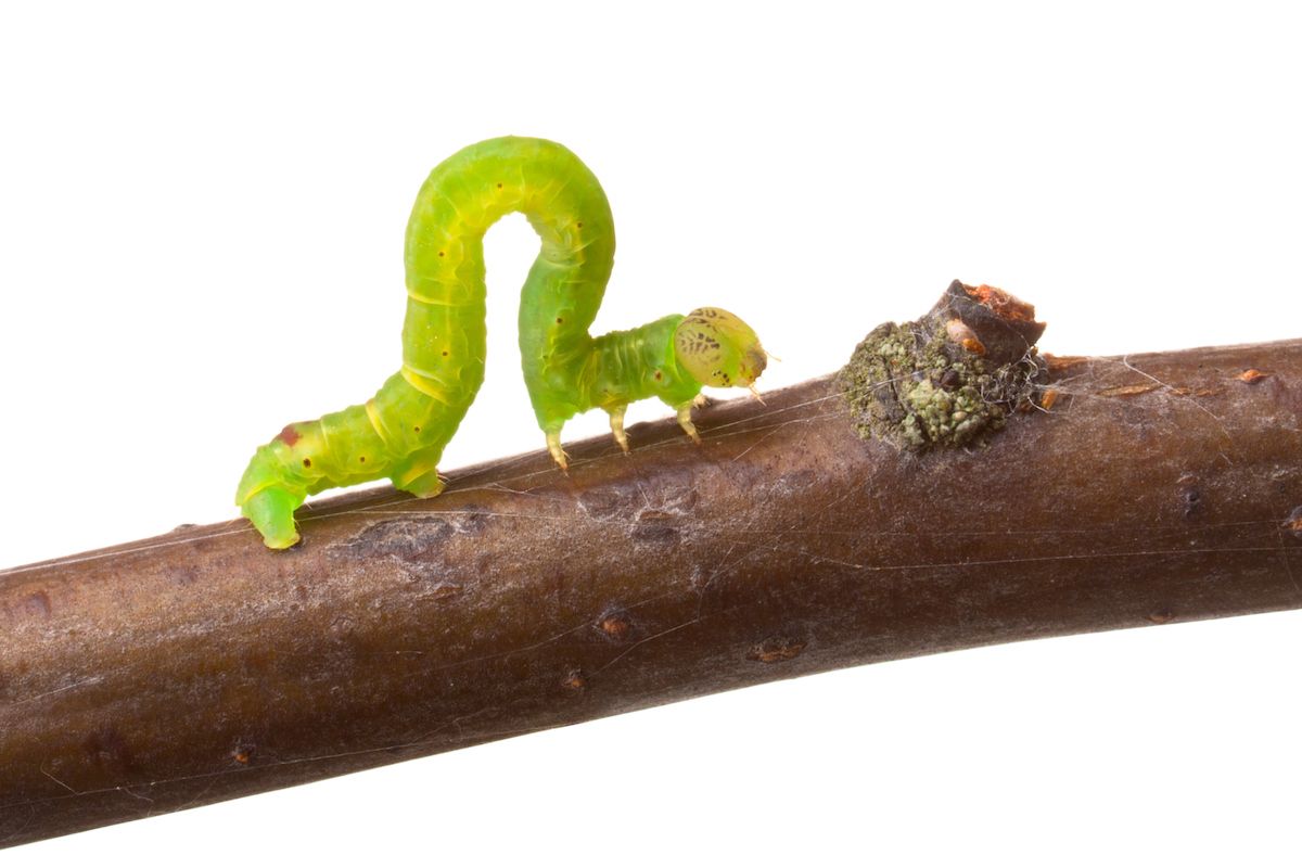 1200x800 Identify and Control Inchworms