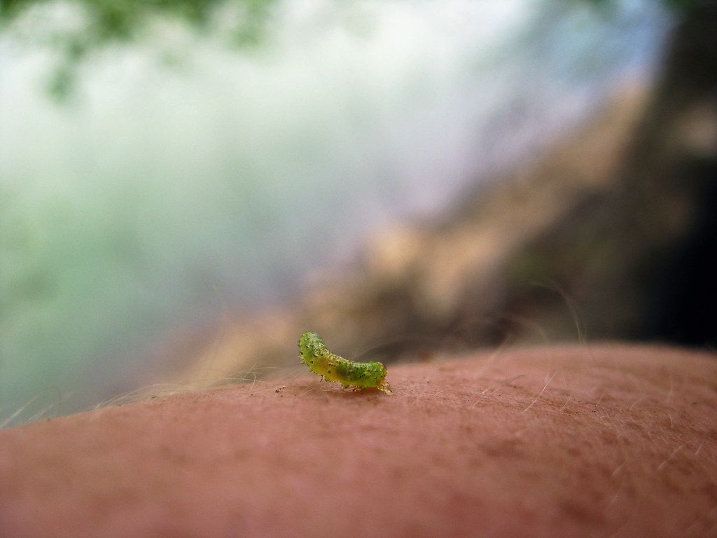 1024x768 Caterpillar or baby inchworm on my arm. I like the colors