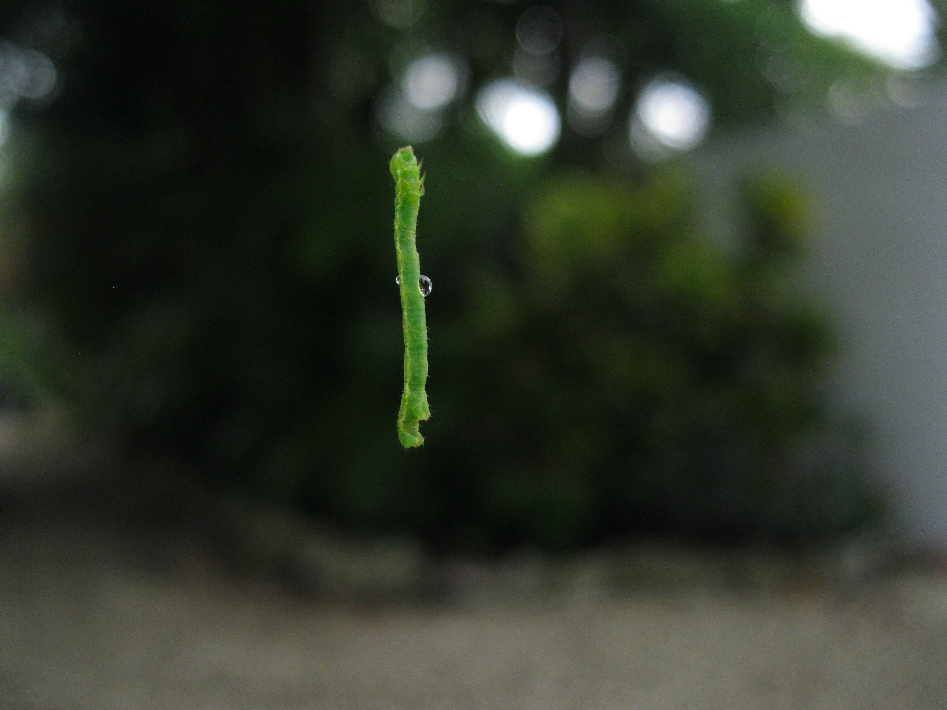 4000x3000 Inchworm Wallpaper HD 76984
