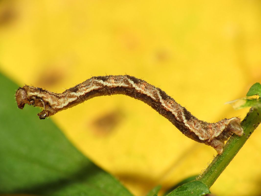 1067x800 Identify and Control Inchworms