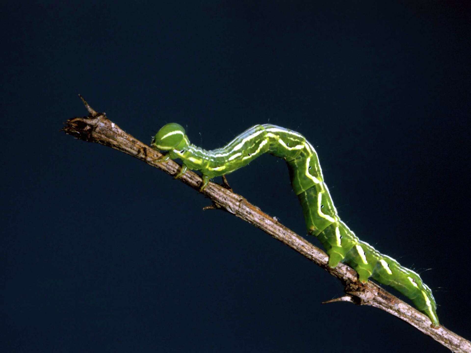1920x1440 Infestation of Inchworms