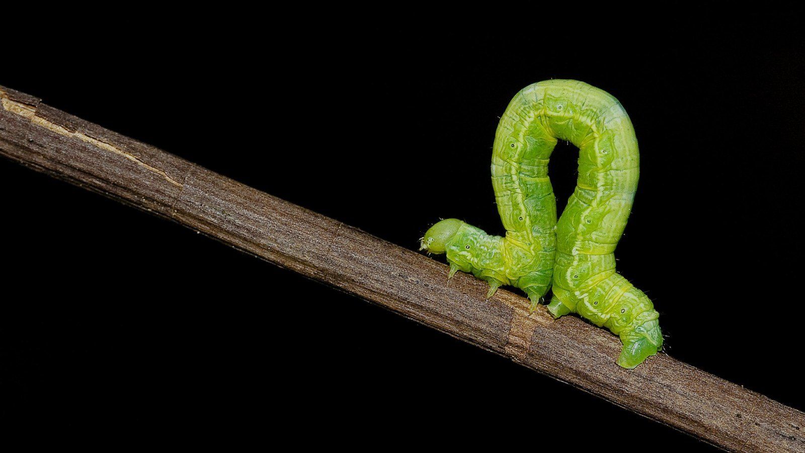 1600x900 Inchworm Widescreen Wallpaper 76986