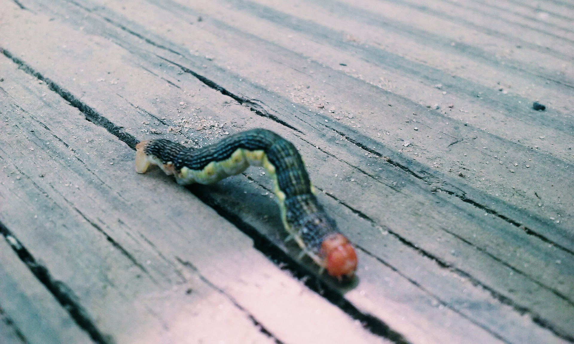 1920x1152 Inchworm in Motion