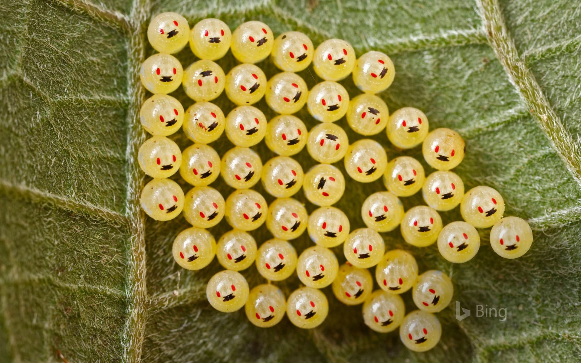 1920x1200 Geometer moth larva, aka an inchworm Wallpaper