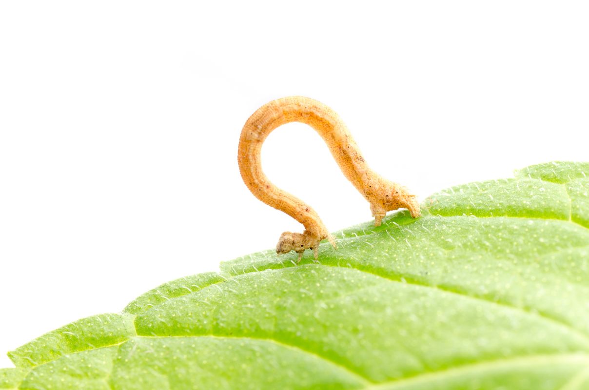 1208x800 Identify and Control Inchworms