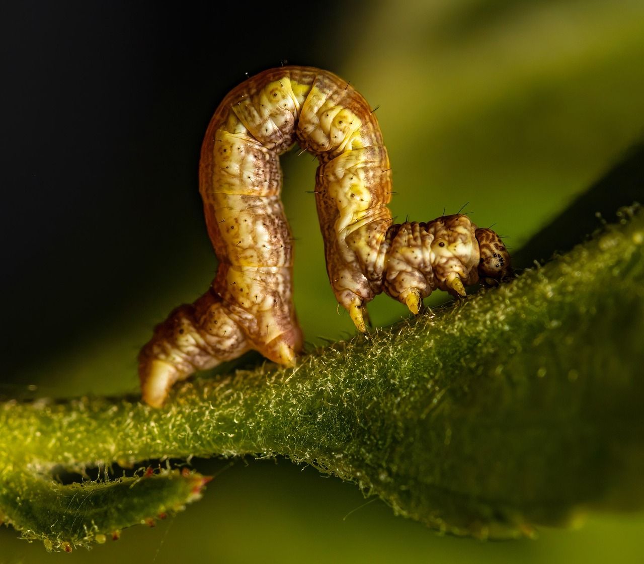1280x1121 Inchworm Insect Bug