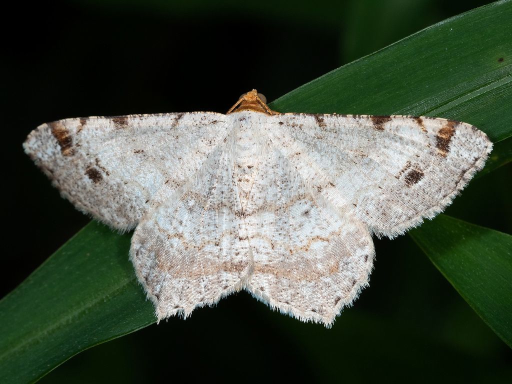 1024x768 About Red Headed Inchworm Moth Biodiversity Project