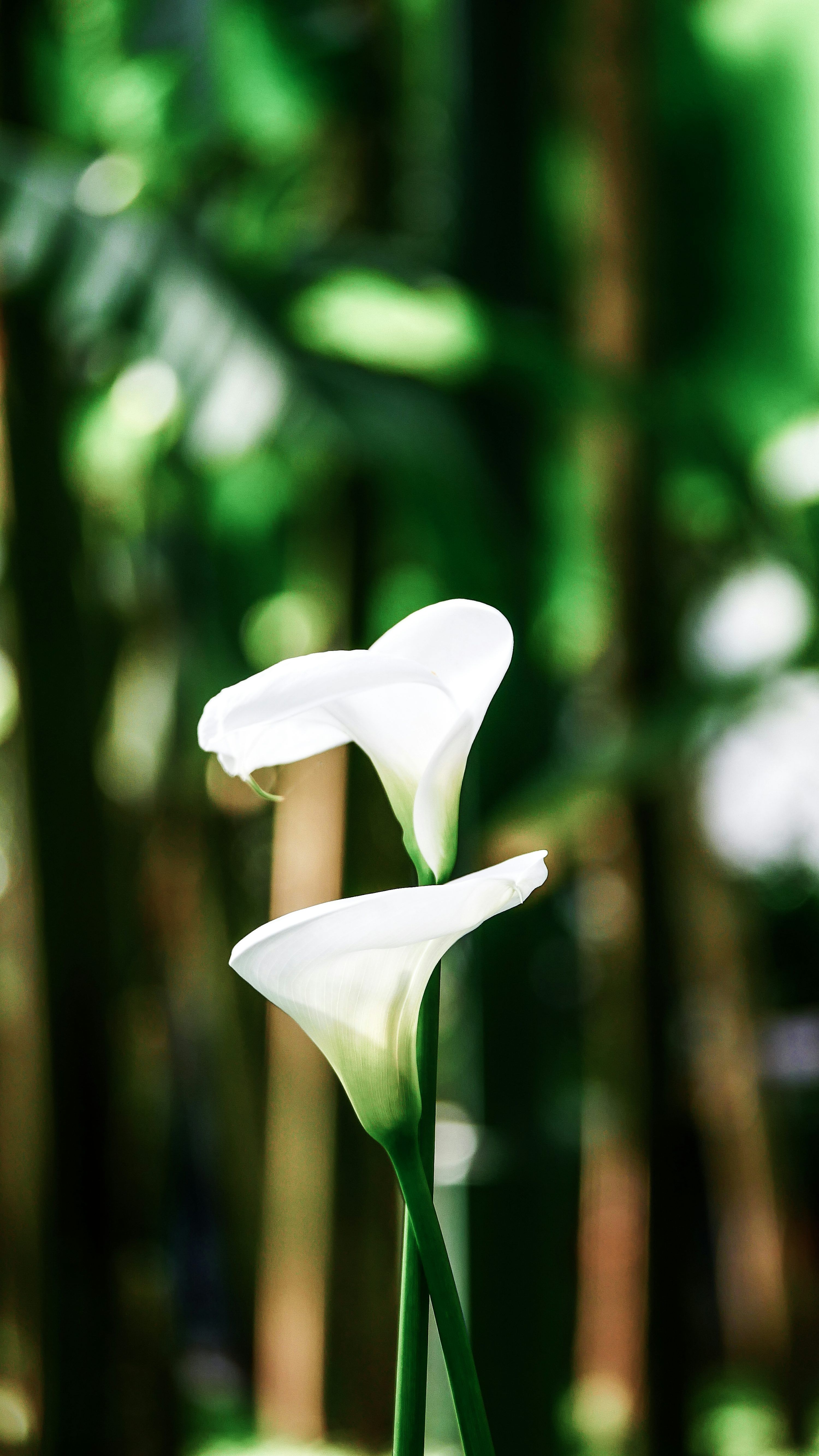 3000x5331 Close Up Photography Of White Calla Lily Flower